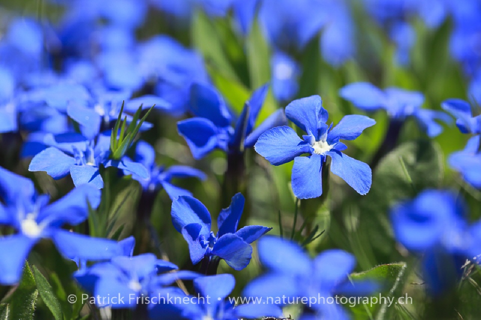 BLUMEN